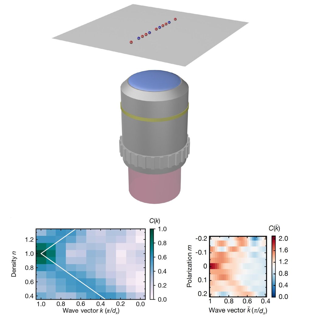 Die Quantengasmikroskopie von Hubbard-Ketten zeigt gestreckte Spin-Korrelationen.
Oben: Synthetische Fermi-Hubbard-Ketten werden durch das Einfangen einer Spin-Mischung aus Lithium-6 Atomen in optischen Gittern realisiert (rote und blaue Kugeln bezeichnen Auf- und Ab-Spins). Mit einem Quantengasmikroskop lässt sich das System bis auf Einzelteilchen- und Einzelspin-Auflösung abbilden. Auf diese Weise ist es möglich, die Auswirkungen von Dotierung und Spin-Polarisation auf Spin-Korrelationen individuell zu untersuchen.
Unten: Die Fourier-Transformationen der Spin-Korrelationen zeigen, wie sich die Periodizität der magnetischen Korrelationen hinsichtlich der Dichte und der Spin-Polarisation entsprechend der Vorhersagen der Luttinger-Flüssigkeitstheorie verändert.