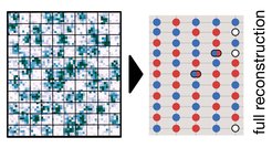 Eines von vielen aufgenommenen Fotos eines Quantenvielteilchensystems (links), auf dem jedes Teilchen einzeln sichtbar ist. Die gleichzeitige Dichte- und Spinauflösung erlaubt es, den beobachteten quantenmechanischen Zustand des Vielteilchensystems mikroskopisch zu rekonstruieren (rechts).