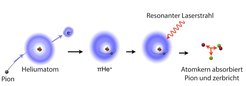 Von links nach rechts: Ein Pion (p) trifft auf ein Heliumatom und ersetzt eines seiner beiden Elektronen. Das Ergebnis ist ein pionisches Heliumatom (pHe+), in dem das Pion in bestimmten Quantenzuständen tausendmal länger lebt als in anderen Arten von pionischen Atomen. Der entscheidende Punkt im Experiment war der Nachweis der Existenz eines solchen Atoms. Für diesen Beweis veranlasst ein resonanter Laserstrahl das Pion, von seiner Quantenbahn in eine andere Bahn zu springen, die zu seiner Absorption durch den Heliumkern führt. Dies bewirkt, dass der Kern zerbricht und dessen Bruchstücke nachgewiesen werden können.