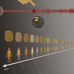 Blood panels are as individual as fingerprints. Researchers from the attoworld team at LMU and MPQ have now investigated how stable this so-called molecular fingerprint of the blood is over time.