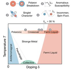 Phasendiagramm zweidimensionaler Antiferromagneten als Funktion der Dotierung und Temperatur. Die Forschungsarbeit untersuchte den Bereich des roten Pfeils. Mit steigender Dotierung wurde unterschiedliche Beobachtungen im Zusammenhang mit magnetischen Polaronen gemacht (hier durch Zahlen angedeutet).