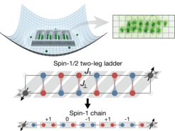 Darstellung der wichtigsten Konzepte im Paper: links eine Illustration des verwendeten Gitterpotentials, rechts ein exemplarischer Schnappschuss einer einzelnen Leiter mit 14 einzelnen in grün erkennbaren Atomen. Darunter eine schematische Erklärung, wie die Leitergeometrie auf eine Spin-1 Kette abgebildet wird. Die baumelnden Randspins sind in grau zu sehen.