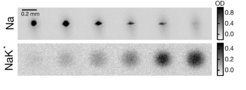 Absorptionsaufnahmen von Natriumatomen (obere Reihe) und Feshbach-Molekülen (untere Reihe), die den Übergang von einem polaronischen Kondensat zu einem Fermi-Gas aus Molekülen zeigen (von links nach rechts). Während die kondensierten Natriumatome (dunkle, intensive Flecken) immer weiter abbauen, wachsen gleichzeitig die Feshbach-Moleküle (unscharfe Scheiben).